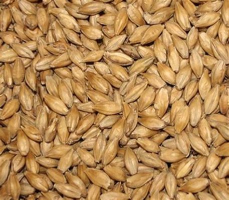 Barley: Een Versatiel Graan voor Food- en Voederindustrie!