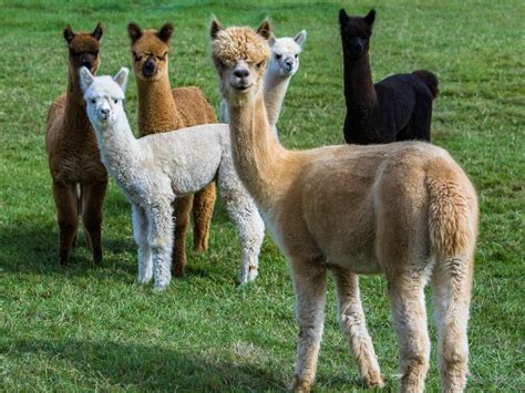  Alpacawol: Ontdek de Luxueuze Zachtheid en Duurzaamheid van dit Andesgebergteparel!